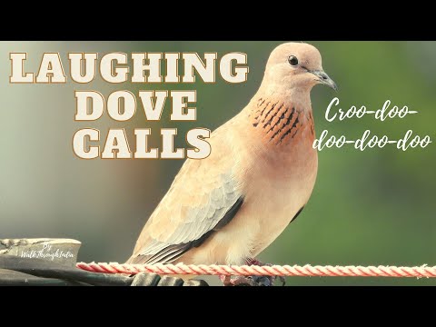 Calls of Laughing Dove - Croo-doo-doo-doo-doo