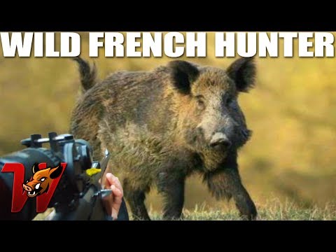 Driven Hunting of Wild Boars in a French field !