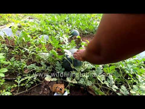 Watermelons   the summer thirst quencher being grown in a field