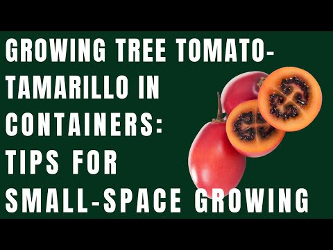 Growing Tree Tomato- Tamarillo In Containers: Tips For Small-Space Growing