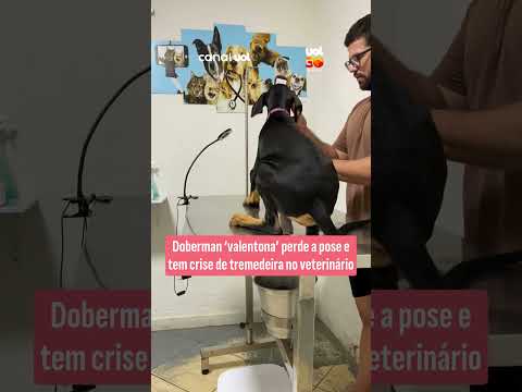 Valentia! Só que não: Cão de grande porte viraliza ao demonstrar pavor de agulha