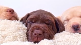 6-week-old Puppies Peacefully Sleeping