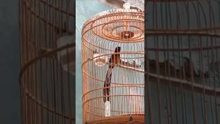 Download lagu MURAI BATU EKOR PANJANG GACOR NGOTOT#shorts mp3 Download lagu MURAI BATU EKOR PANJANG GACOR NGOTOT#shorts mp3