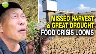 Harvesters are not allowed in! Wasted wheat plus drought and floods, China&#39;s grain shortage looms