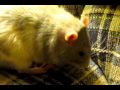 Nicodemus Wmv