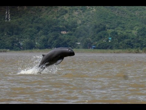 download lagu mp3 mp4 Chilika Dolphin, download lagu Chilika Dolphin gratis, unduh video klip Chilika Dolphin