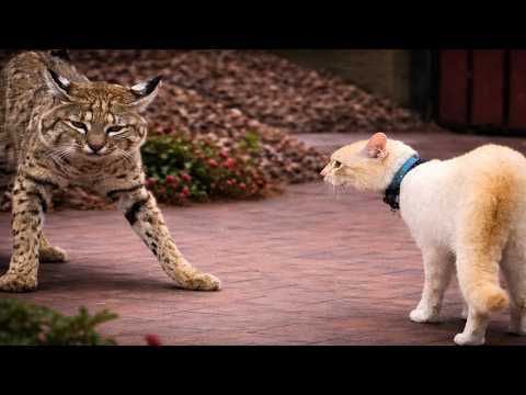 Cats Gone Unhinged