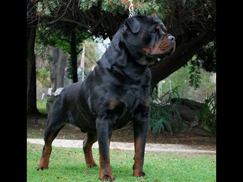 Von Evman German Rottweilers
