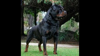 Von ruelmann Rottweilers day in the life of a German Rottweiler Breeder Episode 1