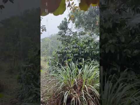 campo colombiano, así llueve en saladoblanco Huila Colombia #paratiiiiii#lugares #campo #lluviadebe