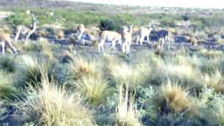 preview picture of video 'GUANACOS en LIHUEL CALEL'