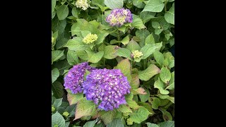 Why are my hydrangea leaves brown? or An update on my new hydrangeas!