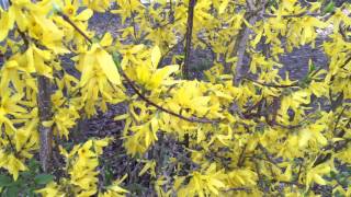 Früehlig isch i de Luft