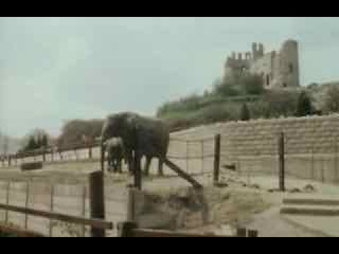 Day Out - Dudley (1983)