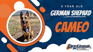 Download Lagu Best German Shepherd Dog Training | Central Coast, CA | Cameo Thumbnail