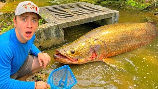 ILLEGAL Fish Found INVADING my BACKYARD POND!