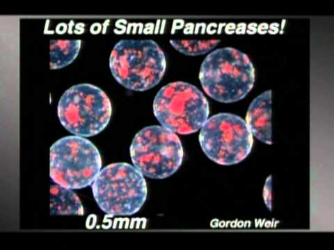 Avoiding the Immune Attack: Daniel Anderson, Ph.D. at TEDxDelMar