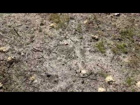 Large Digger Bee Community Throughout the Yard in Marlboro, NJ