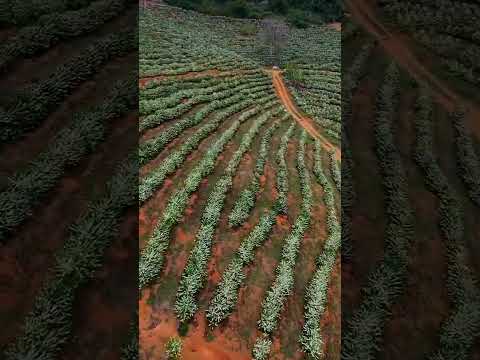 florada dos cafezais no município de Varre-sai RJ!!#drone #cafe #cafezais #cafesespeciais #cafedorio