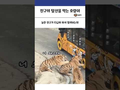 친구의 탈선을 막는 호랑이 #동물 #힐링 #유머