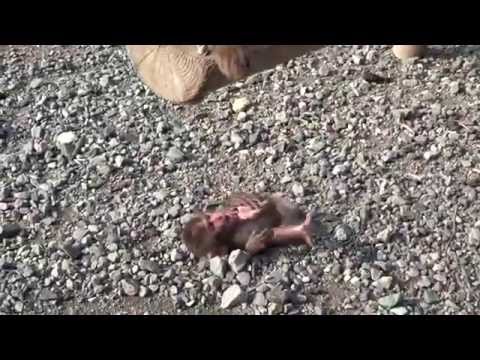 波勝崎苑の子猿233