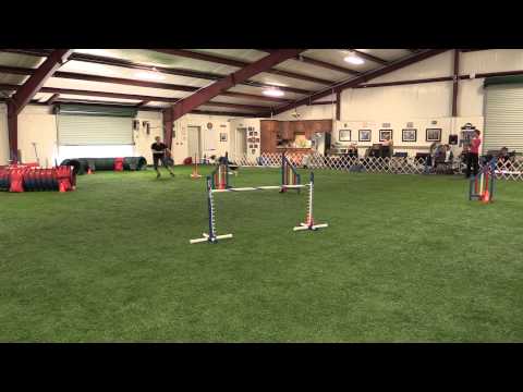 OneMind Dog Course work with Jaakko Suoknuuti -  Kayl McCann - March 2015