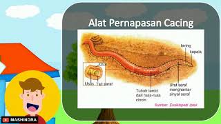 alatfuzziblog Alat  Pernapasan  Kelinci 