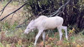 White Moose Calf Caught on Camera || ViralHog