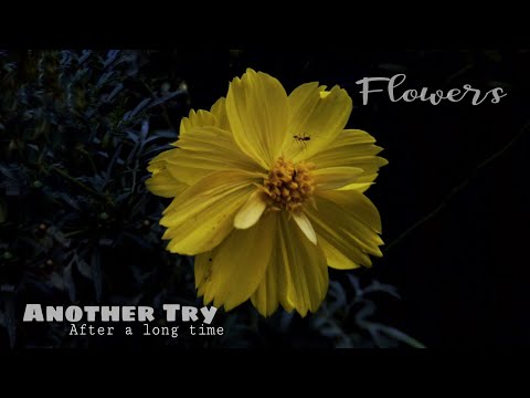 FLOWERS | B roll video | Mohammed Safwan