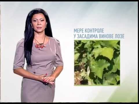 Zelena prognoza, 3.9.2015. - O obaveznim merama u zasadima vinove loze