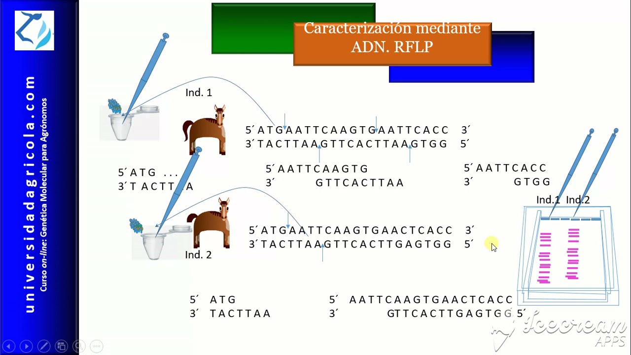 Marcadores moleculares: RFLP