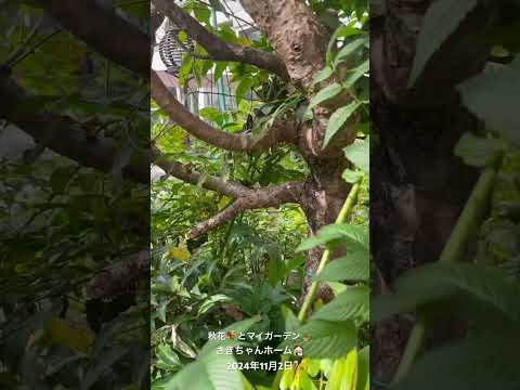 一年中花を咲かせる観葉植物は何ですか?美しい季節を自宅で過ごすためのトップ 6!  庭園