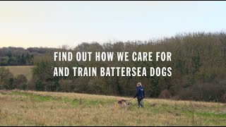 We're all in, for them | How We Care for and Train Battersea Dogs