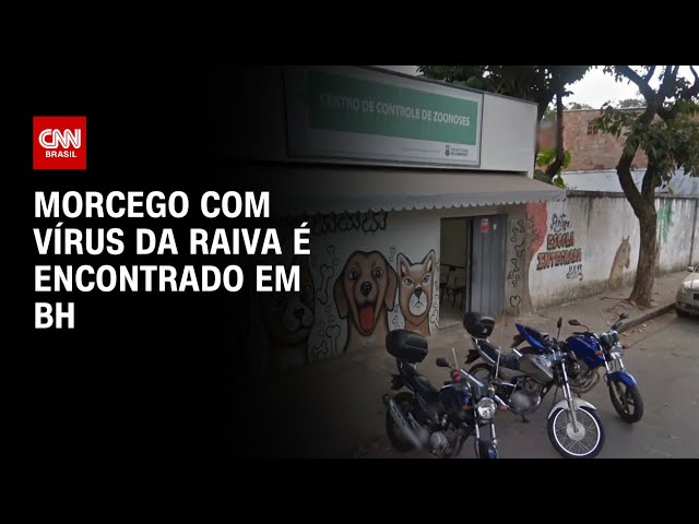 Morcego com vírus da raiva é encontrado em BH | LIVE CNN