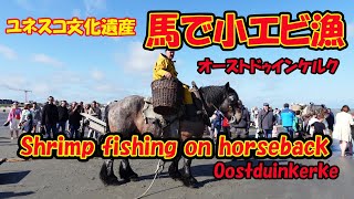 小エビ漁！　ベルギーの伝統的な小エビ漁は馬が頑張ります。