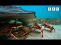The incredible unity of the spider crab | Spy in the Ocean - BBC