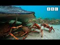 The Incredible Unity Of The Spider Crab Spy In The Ocean BBC