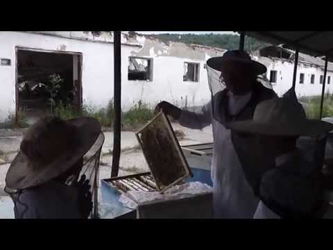 Lezione da apicoltura presentato a bambini  - Lectie de apicultura prezentata copiilor