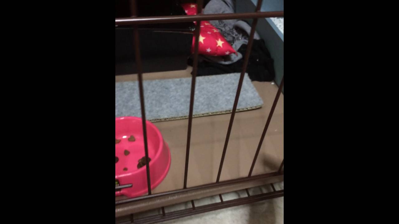 Gatinho querendo carinho rs