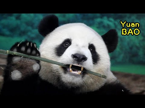 滿版特寫圓寶吃竹竿,小牙齒太古錐啦,肚肚上都是竹竿屑😆|Giant Panda Yuan Bao,圆宝,貓熊,大貓熊,大熊貓|台北動物園|Taipei Zoo|대왕판다|パンダ