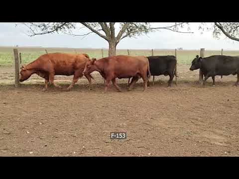 Lote 14 Vacas preñadas en Coronel Rosales, Buenos Aires