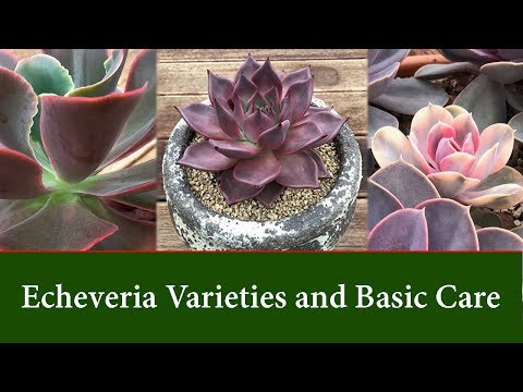 Echeveria Varieties - Easy to Grow Succulents, Care and Watering