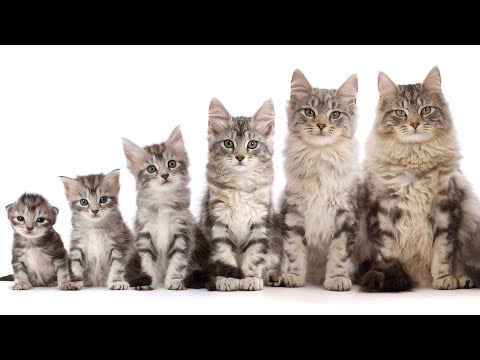 Kitten to Cat super fast time lapse