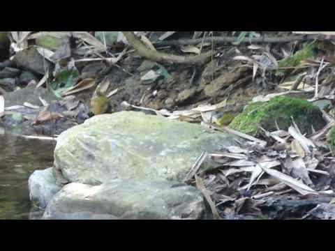 Bulbul hnedochochlatý (Alophoixus flaveolus) — spev a hlas v prírode