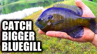 Catch BIGGER BLUEGILL From The Bank With PowerBait!!!