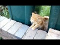 Chitti Vs Garfield Wmv
