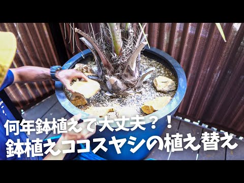 植え替え用のおしゃれなフラワーボックス ガーデンデザイン