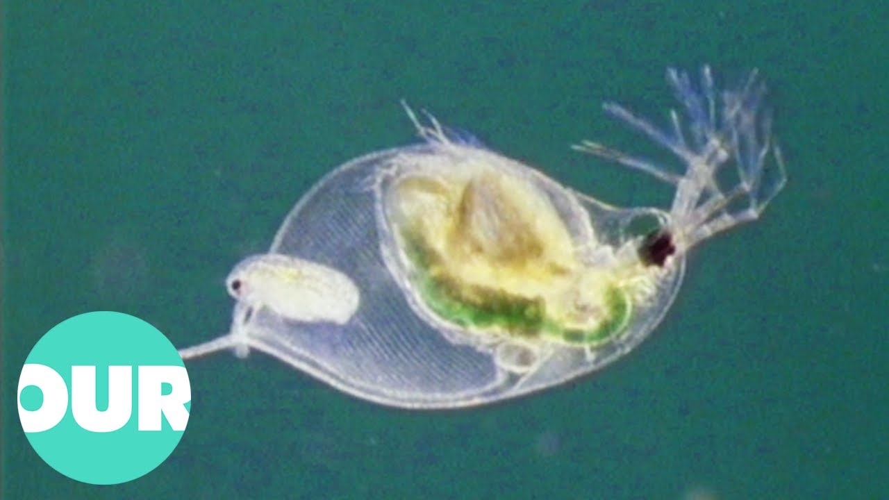 Exploring The Microscopic World We Never See | Our World