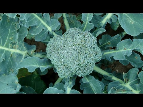 download lagu mp3 mp4 How To Grow Broccoli In India, download lagu How To Grow Broccoli In India gratis, unduh video klip How To Grow Broccoli In India