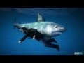 GTA 5 Gameplay : How to find the SHARK ! 